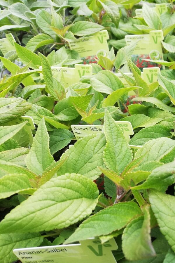 Yoğun Ananas  Adaçayı Fidesi ( Salvia Rutilans ) Pino 