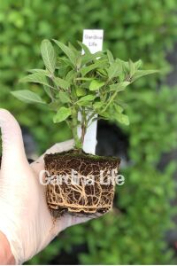 Yoğun Ananas  Adaçayı Fidesi ( Salvia Rutilans ) Pino  - 2