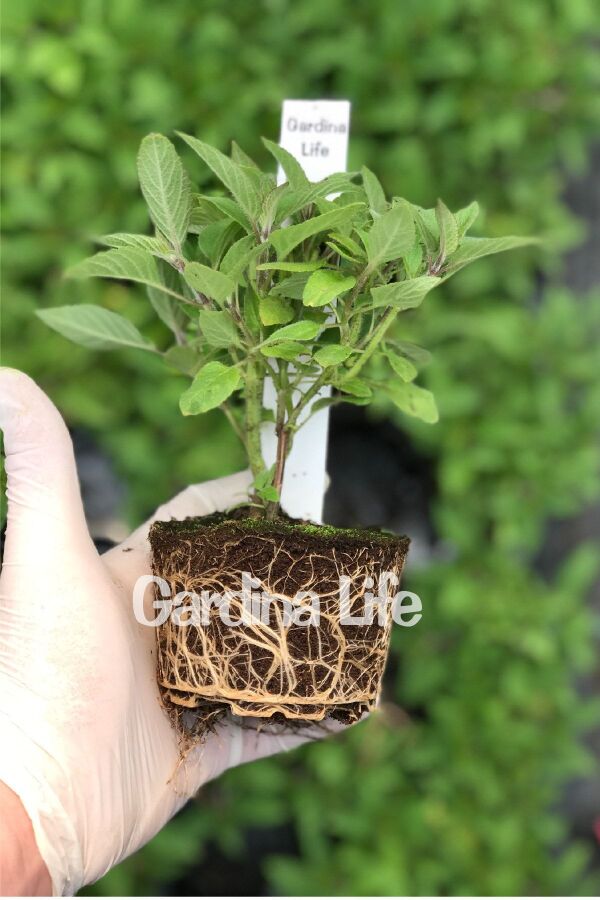 Yoğun Ananas  Adaçayı Fidesi ( Salvia Rutilans ) Pino  - 2