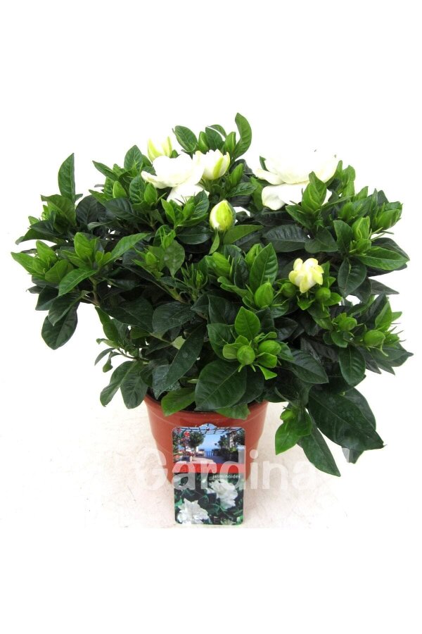 Yoğun  Gardenia Fidanı ( Gardenia Jasminoides )