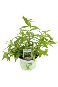 Yoğun  Limon Otu Fidesi ( Lippia Citriodora ) Freshman  - 1