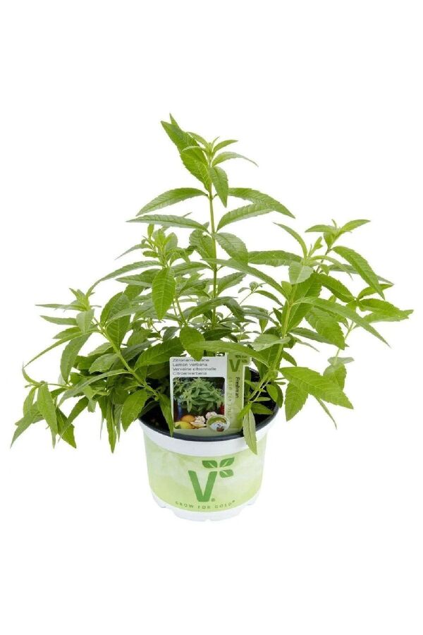 Yoğun  Limon Otu Fidesi ( Lippia Citriodora ) Freshman  - 1