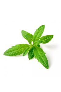 Yoğun  Limon Otu Fidesi ( Lippia Citriodora ) Freshman  - 2