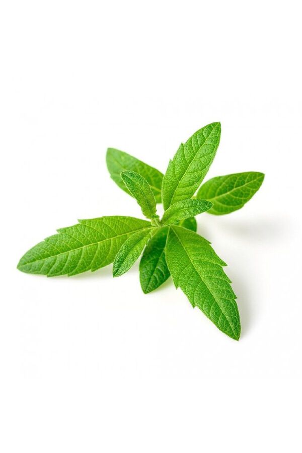Yoğun  Limon Otu Fidesi ( Lippia Citriodora ) Freshman  - 2