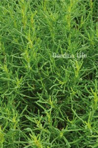 Zeytin Otu Fidesi  ( Santolina Viridis Olivia ) - 1