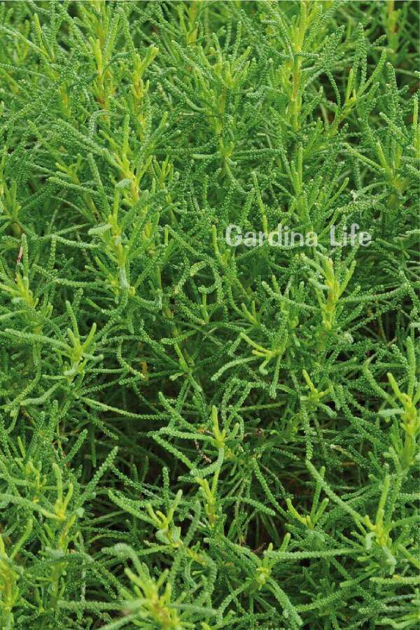 Zeytin Otu Fidesi  ( Santolina Viridis Olivia ) - 1