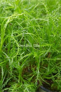 Zeytin Otu Fidesi  ( Santolina Viridis Olivia ) - 2
