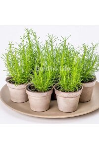 Zeytin Otu Fidesi  ( Santolina Viridis Olivia ) - 3