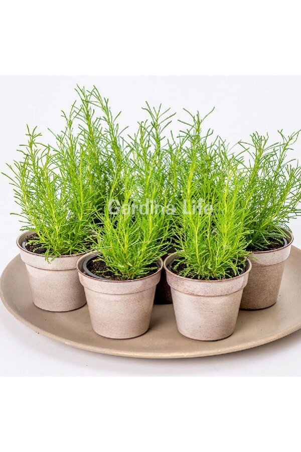 Zeytin Otu Fidesi  ( Santolina Viridis Olivia ) - 3