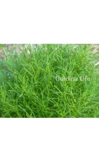 Zeytin Otu Fidesi  ( Santolina Viridis Olivia ) - 4