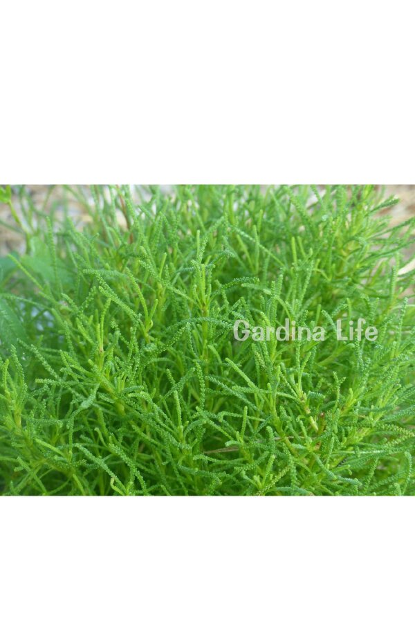 Zeytin Otu Fidesi  ( Santolina Viridis Olivia ) - 4