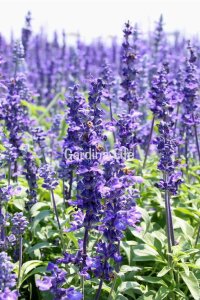 Zufa Otu Fidesi  ( Hyssopus Officinalis ) - 1