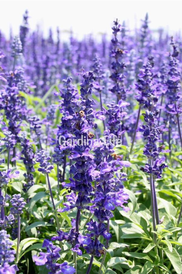 Zufa Otu Fidesi  ( Hyssopus Officinalis ) - 1