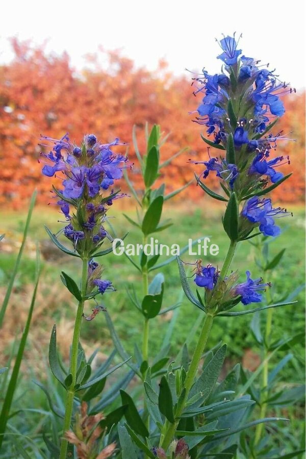 Zufa Otu Fidesi  ( Hyssopus Officinalis ) - 2