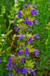 Zufa Otu Fidesi  ( Hyssopus Officinalis ) - 3