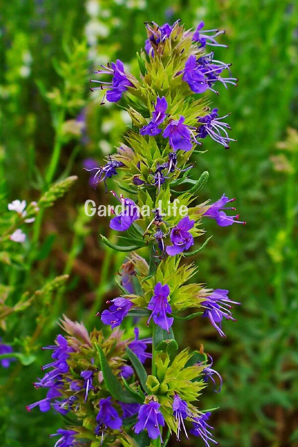 Zufa Otu Fidesi  ( Hyssopus Officinalis ) - 3